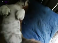 Gaybeast.Com More B1166et 2