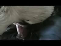 Gay Beast Com My Calf Loves It Gay Zoo Porn Petlust Men Fuck Animals