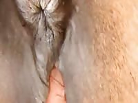 Gay Beast Com My Horse Gay Zoo Porn Petlust Men Fuck Animals