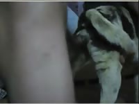 Gaybeast Sexy Doggy Gay Zoo Porn Petlust Men Fuck Animals