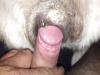 Gaybeast Rip Stray Lust Gay Zoo Porn Petlust Men Fuck Animals