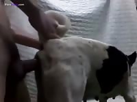 Gaybeast Thaiboy And Female Dog 7