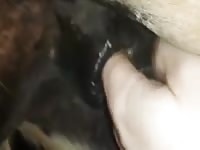 Gelding Ass Fisting Gaybeast - Beastiality Porn