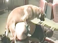 Hot wife getting fucked hard in dog sex video