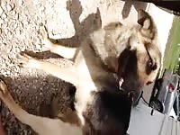 German Shepard Fingered Orgasm Gay Beast Com - Bestiality Porn Tube