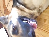 German Shepard Pussy Fingered Gay Beast Com - Beastiality Sex
