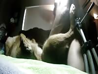 German Shepherd Sex Gaybeast - Bestiality Porn Video