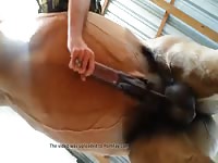 Giving Horse A Helping Hand Gaybeast.Com - Bestiality Sex Tube