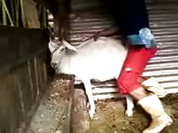 Goat Fuck 8 Gaybeast.Com - Zoo Xxx Sex