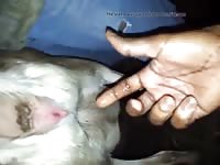 Goat In Heat Gay Beast Com - Animal Porn Tube