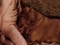 Golden Suck