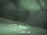 Good Anal Gaybeast Rip - Beastiality Porn