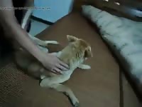 Good Girl 2 Gaybeast - Beastiality Sex Video
