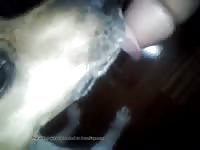 Good Lick Job Gay Beast Com - Animal Porn Movie