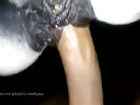 Gozando Na Egua Gay Beast Com - Beastiality Sex