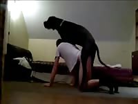 Great Dane Gay Beast Com - Animal Sex Porn