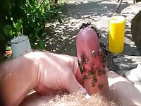 Green Flies On Dick Cock 18 Gaybeast - Bestiality Sex Movie