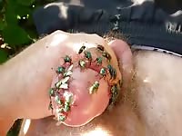 Green Flies On Dick Cock 3 1 Gaybeast.Com - Bestiality Sex