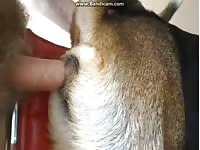 Gsd Girl Gay Beast Com - Animal Sex