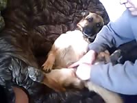 Gsd Gets A Dildo And Fucked Gaybeast Rip - Animal Sex Porn