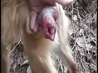 Gsd Musturbation With Cum Gay Beast Com - Bestiality Sex Movie