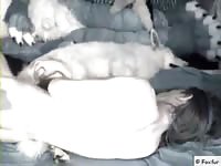 Guy And Female Dog Gaybeast Rip - Bestiality Porn Movie