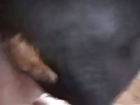 Guy And His Rottie Woman Gay Beast Com - Bestiality Sex