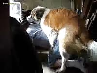 Guy And St Bernard