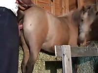 Guy Breeds Little Mare Gaybeast Rip - Animal Sex Movie