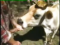 Guy Fuck Cow Gay Beast Com - Bestiality Sex