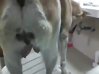 Guy Fuck Dog Gaybeast Rip - Bestiality Sex Tube