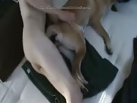 Guy Fucks Girl For Fun Gaybeast.Com - Animal Sex Movie