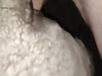 Guy Fucks Sheep Gaybeast - Beastiality Sex Tube