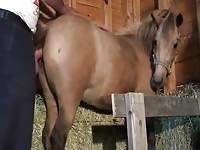 Guy Fucks Super Hot Mare Gay Beast Com - Animal Porn