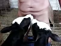 Guy Gets Dick Sucked By Two Calfs Gaybeast.Com - Beastiality XXX Porn Movie