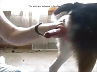 Guy Having Fun With Dog Gay Beast Com - Beastiality Sex Tube