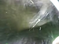 Guy Jerking Off Bear Gaybeast - Animal Sex Tube