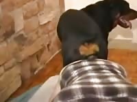 Guy Takes Knot 2 Gaybeast.Com - Bestiality Porn Tube
