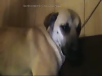 Guy Wit Girl Gaybeast.Com - Bestiality Sex