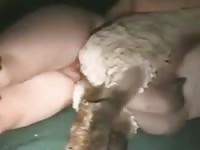 Guy With Sheep Gaybeast Rip - Bestiality Sex Tube