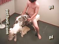 Guys And Female Dogs P218 Chair Dane Petlust Com