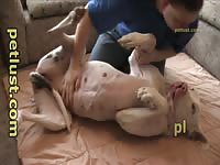 Guys And Female Dogs P238 Flooring Greta Petlust Com