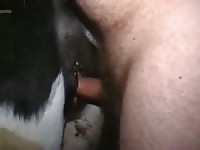 Happy Horse Gaybeast Rip - Beastiality Sex