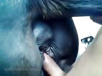 Hardore Horse Pussy Gaybeast Rip - Beastiality Sex Video
