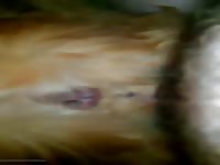 Having Fun With A Beautiful Golden Girl Gaybeast Rip - Beastiality XXX Sex Tube