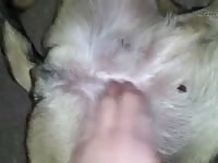 Hd In Heat Nipple And Pussy Play Gay Beast Com - Animal Porn Tube