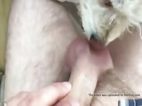 He Loves Precum Gaybeast.Com - Bestiality Porn Video