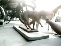 Gay dogs fuck each other in bestiality movie