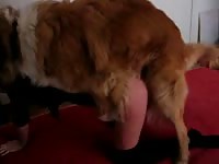 Dog xxx as he uses tight holes of his sexy owner