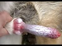 K9 gets his cock stroked for dog creampie